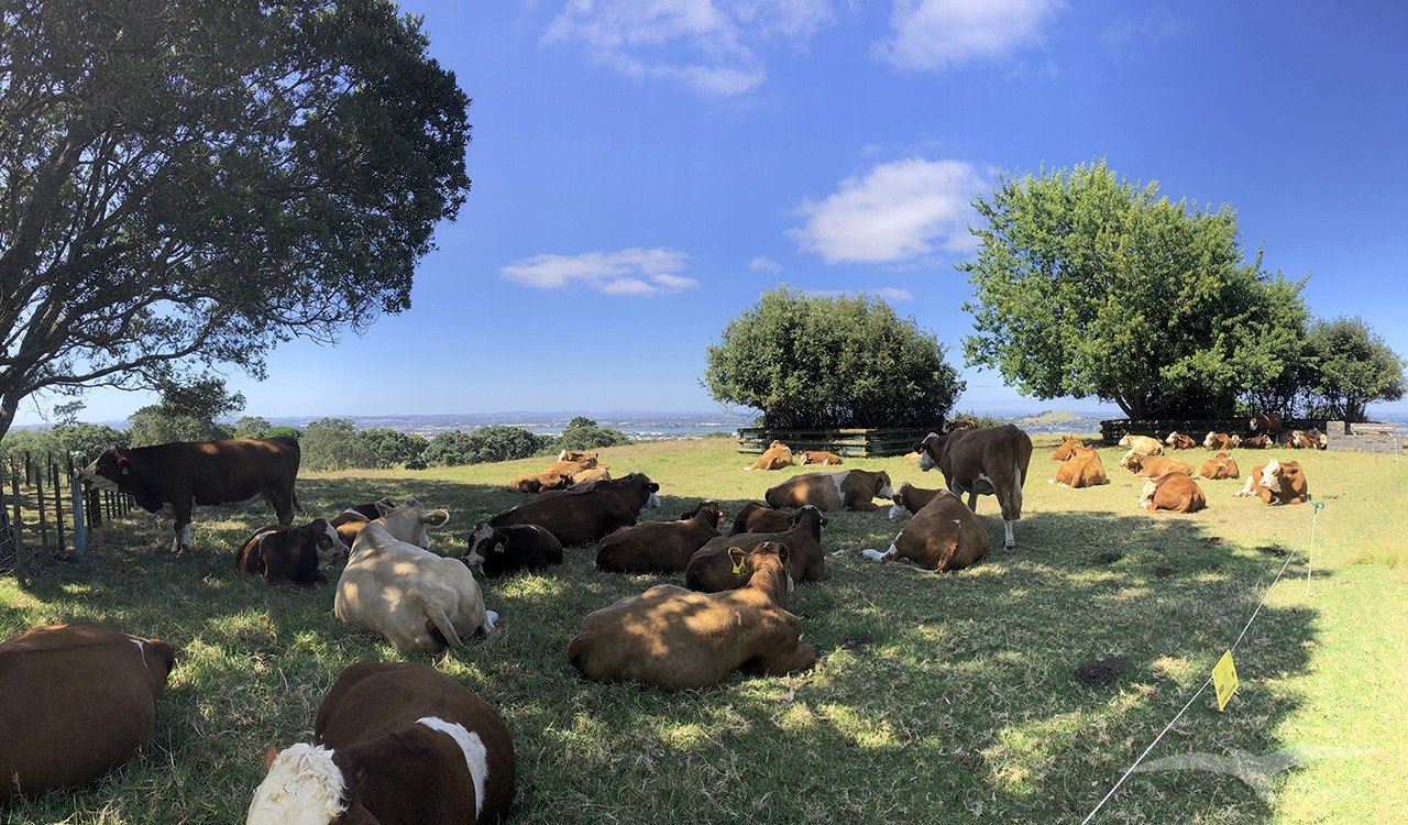 奧克蘭 獨樹山 Auckland one tree hill