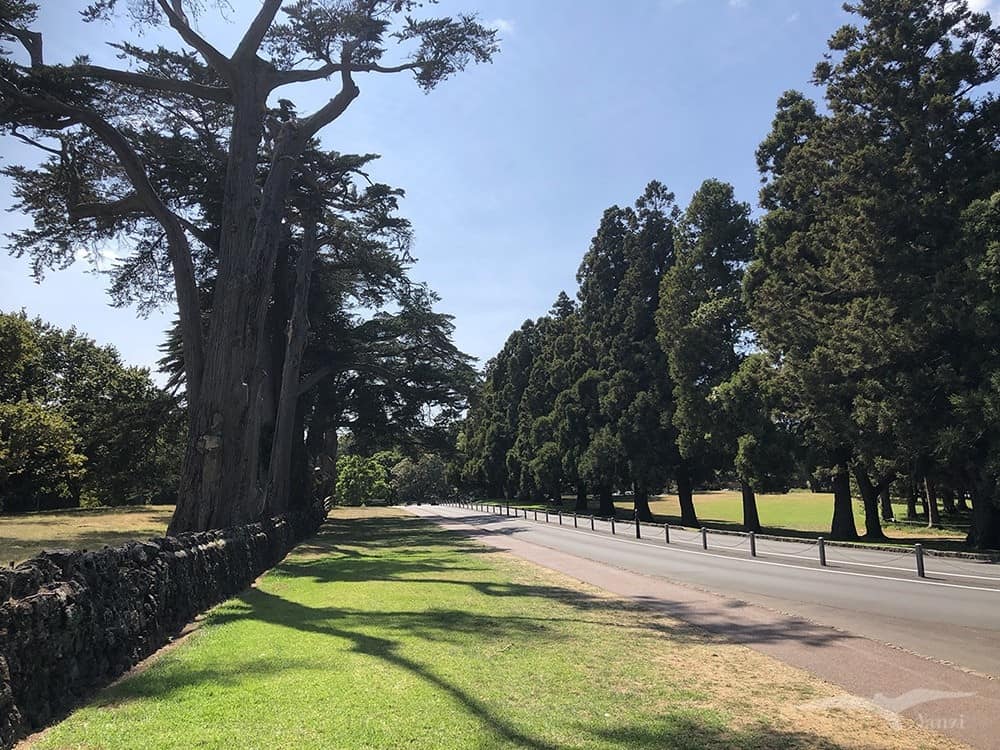 奧克蘭 獨樹山 Auckland one tree hill
