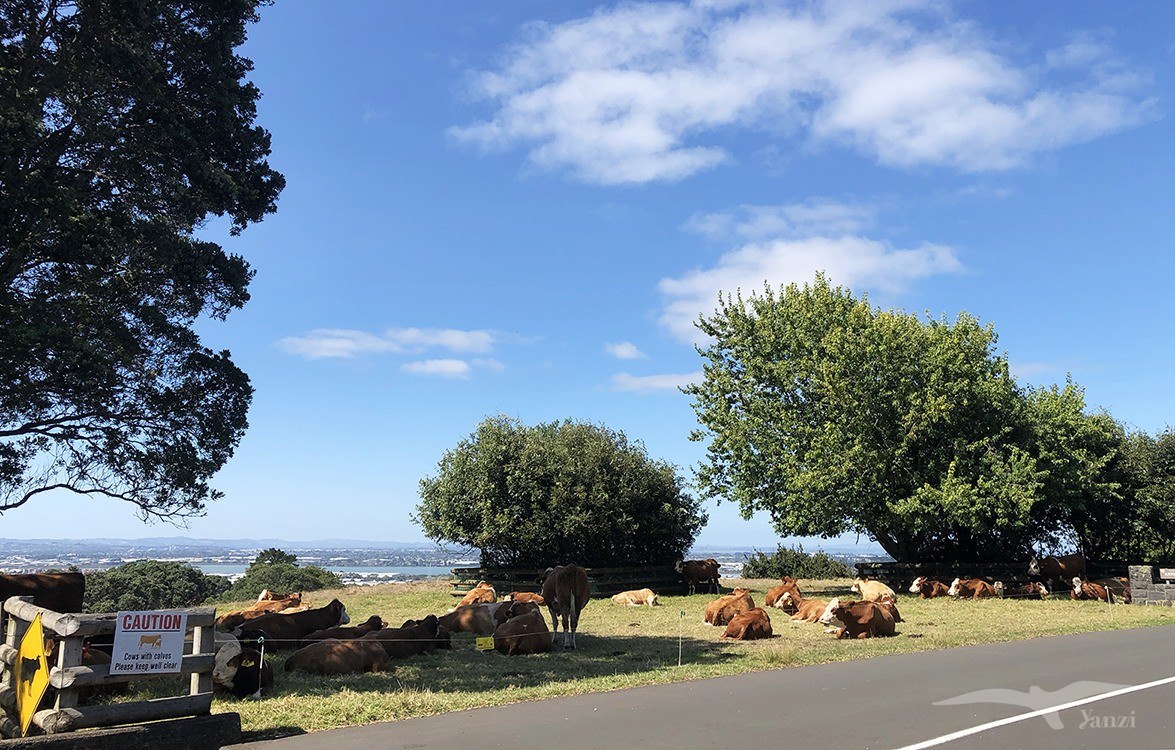 奧克蘭 獨樹山 Auckland one tree hill