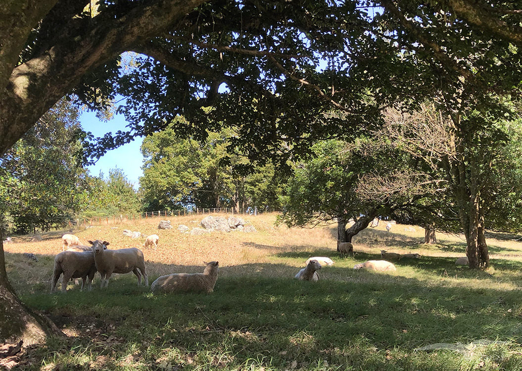 奧克蘭 獨樹山 Auckland one tree hill