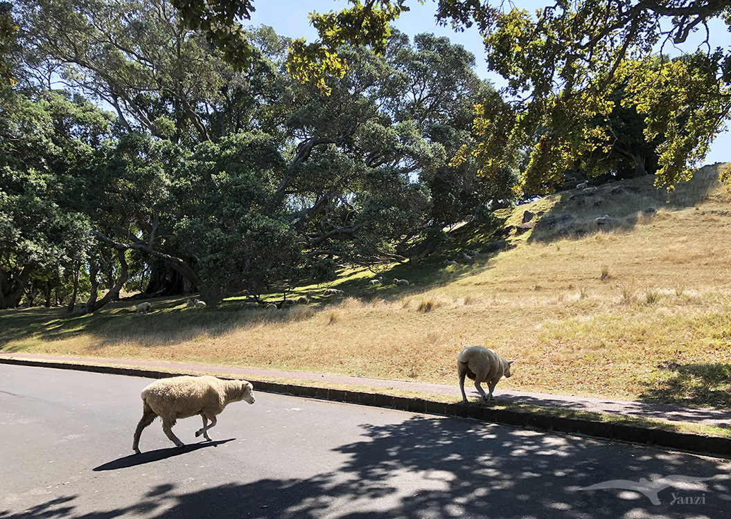 奧克蘭 獨樹山 Auckland one tree hill