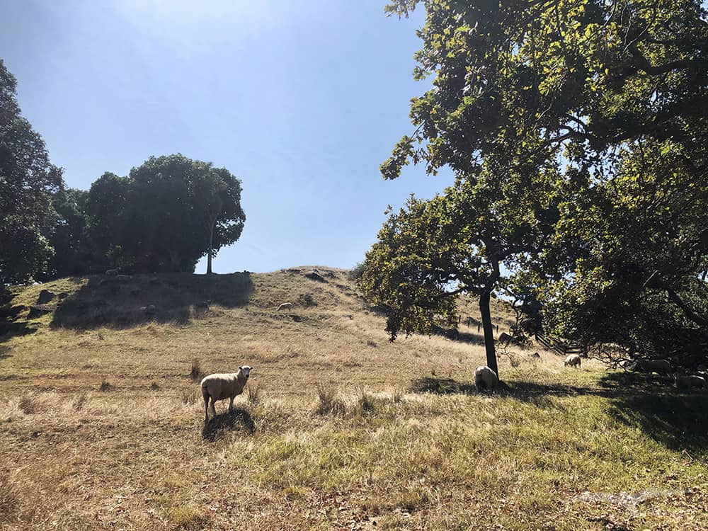 奧克蘭 獨樹山 Auckland one tree hill
