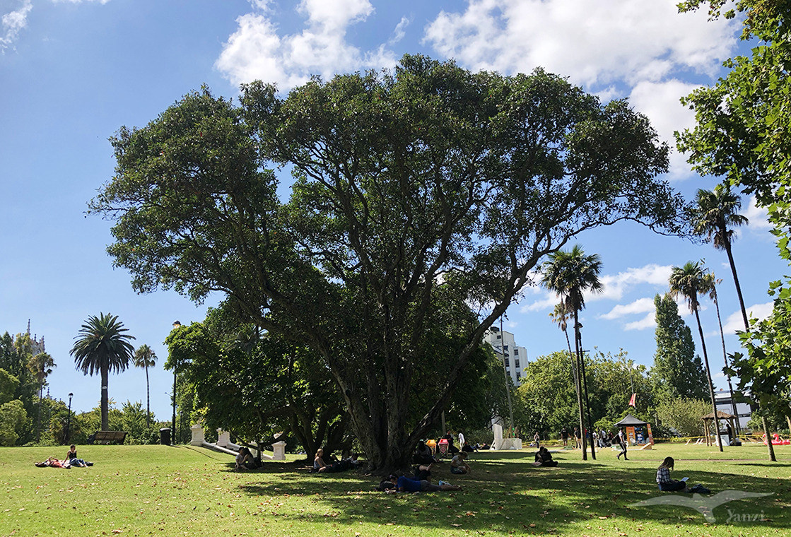 【奧克蘭市區景點】阿爾伯特公園 Albert Park|大學新生表演活動! - 第4張圖 奧克蘭 阿爾伯特公園 Auckland Albert Park