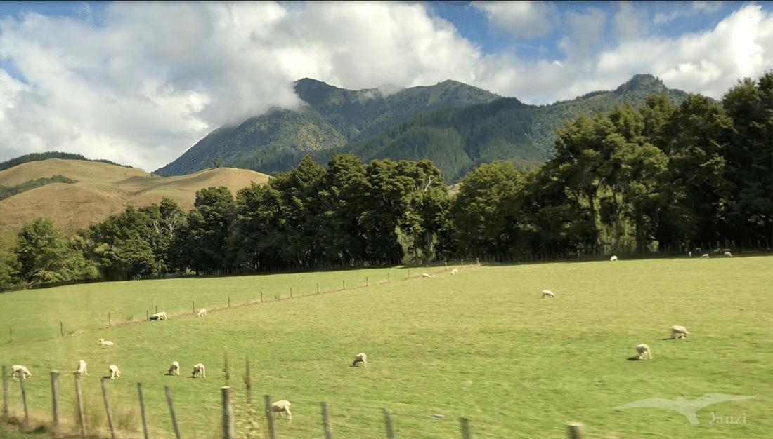 【紐西蘭D12】偉斯特波特Westport、尼爾森湖國家公園Lake Rotoiti