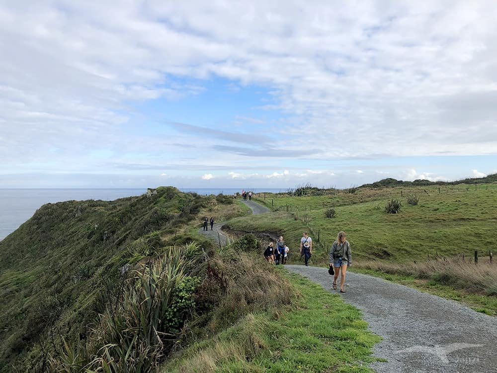 【紐西蘭D13-1】逆風角步道Cape Foulwind Walkway|野生海狗! - 第23張圖 紐西蘭南島 逆風角步道 Cape Foulwind Walkway