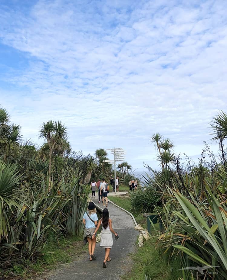 【紐西蘭D13-1】逆風角步道Cape Foulwind Walkway|野生海狗! - 第33張圖 逆風角步道 Cape Foulwind Walkway 海狗群觀賞區 Tauranga Bay Fur Seal Colony