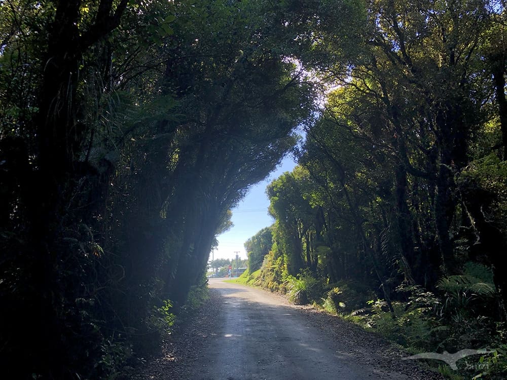 紐西蘭南島 馬希納普阿湖 Lake Mahinapua 綠色隧道