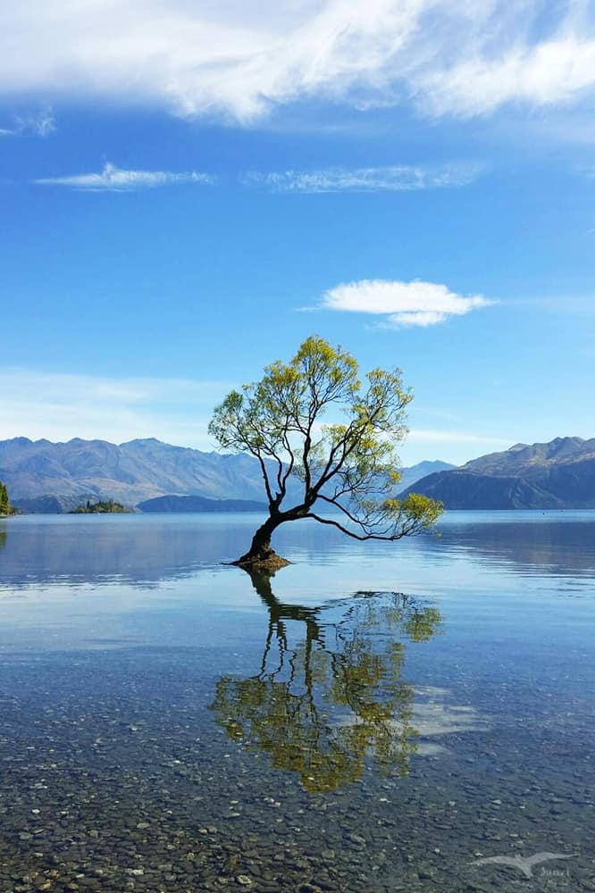 【紐西蘭D16下】瓦納卡湖Lake Wanaka|湛藍靜謐的悠閒午後 - 第70張圖