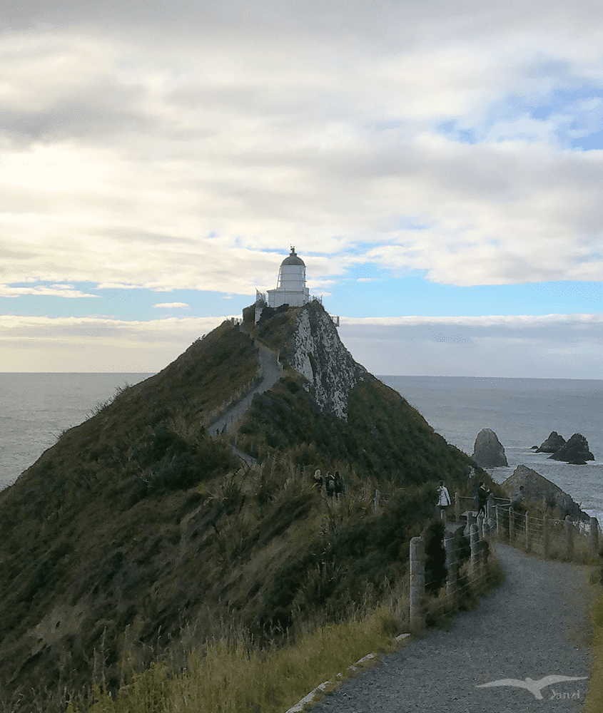 紐西蘭 努蓋特角燈塔步道 NZ Nugget Point Lighthouse Walk
