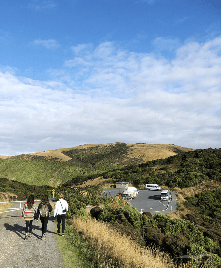 紐西蘭 南島 努蓋特角停車場 NZ Nugget Point Car Park