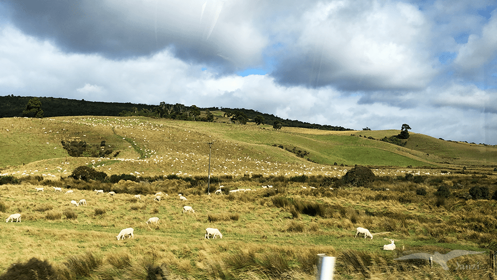 【紐西蘭D24上】因弗卡吉爾Invercargill景點｜燈塔步道+瀑布步道