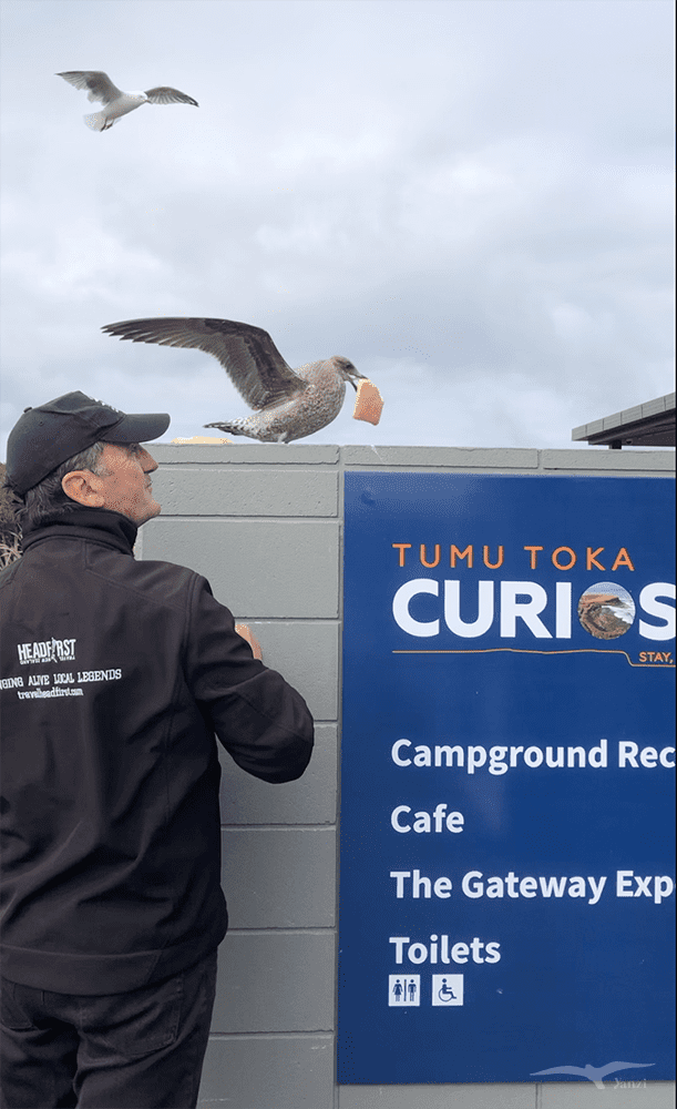 紐西蘭 庫裡歐灣 岬角 NZ Curio Bay Tumu Toka CurioScape