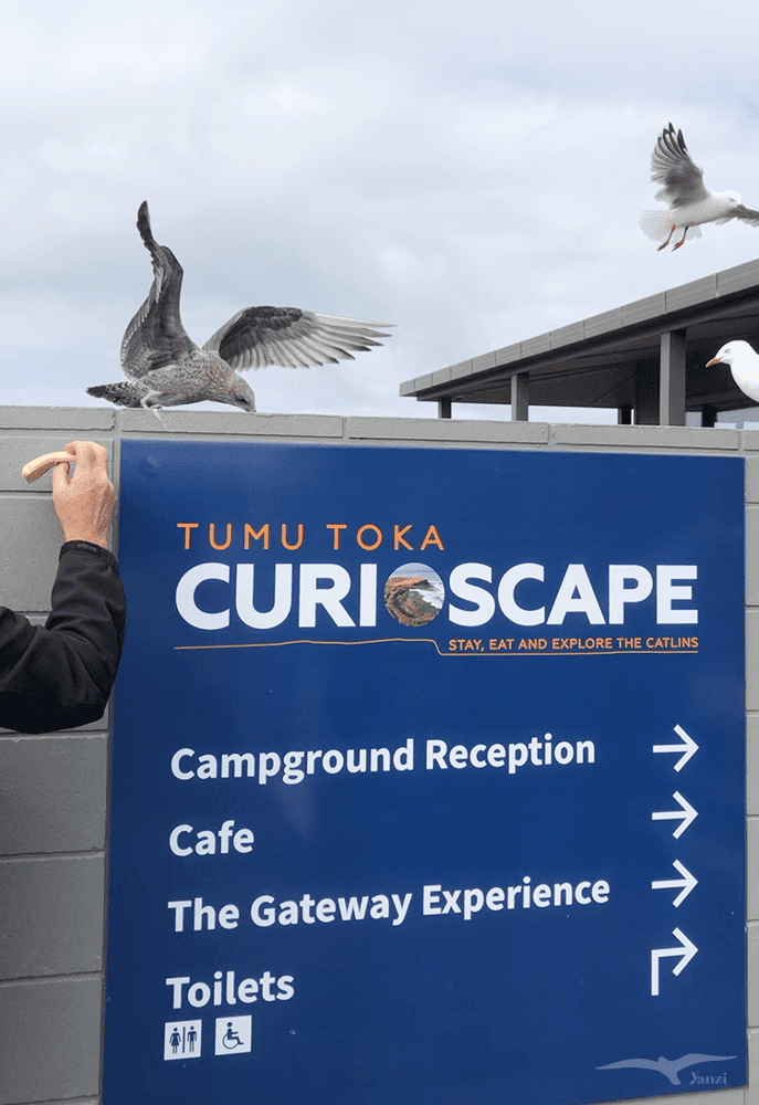 紐西蘭 庫裡歐灣 岬角 NZ Curio Bay Tumu Toka CurioScape