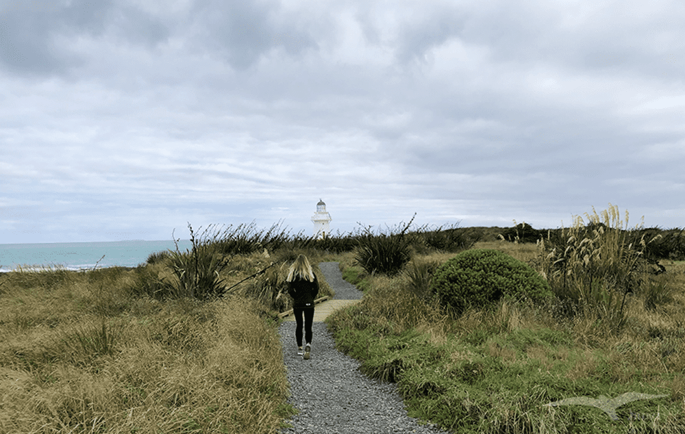 【紐西蘭D24下】布拉夫Bluff|斯特林角Stirling Point+懷帕帕角燈塔 - 第5張圖