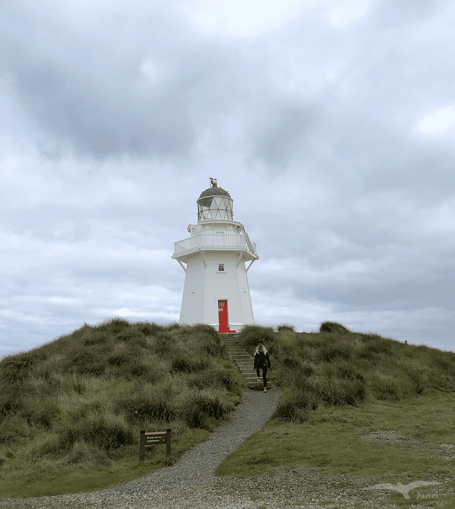 【紐西蘭D24下】布拉夫Bluff|斯特林角Stirling Point+懷帕帕角燈塔 - 第10張圖 紐西蘭 懷帕帕角燈塔 NZ Waipapa Point Lighthouse