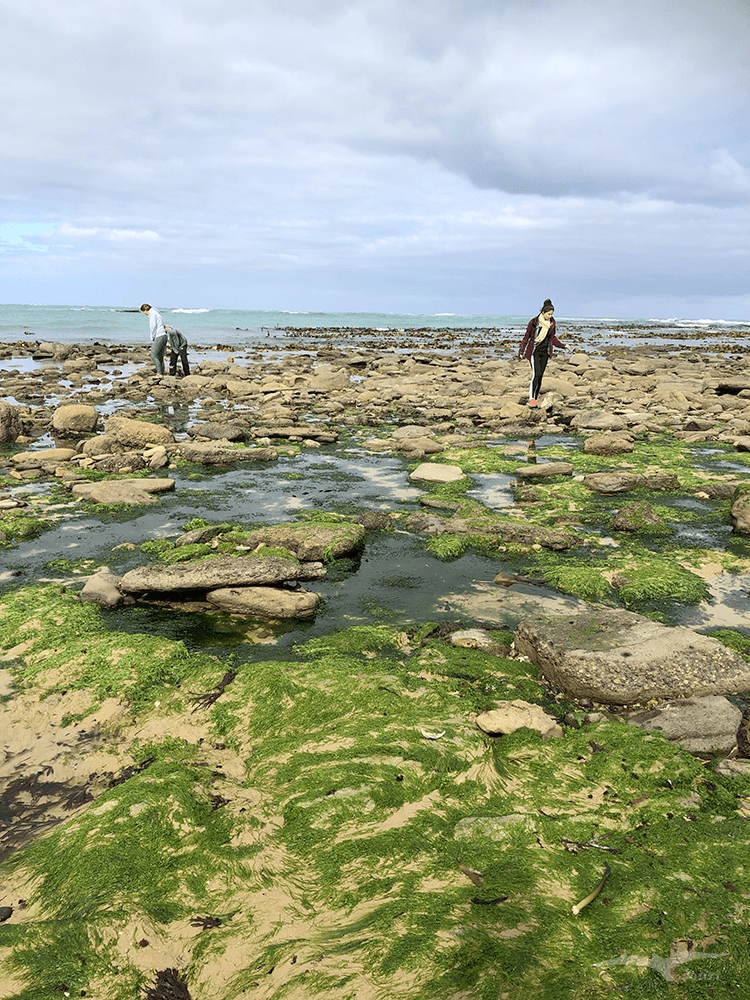 【紐西蘭D24下】布拉夫Bluff|斯特林角Stirling Point+懷帕帕角燈塔 - 第14張圖 紐西蘭 懷帕帕角海岸步道 NZ Waipapa Point Coastal walk 海景
