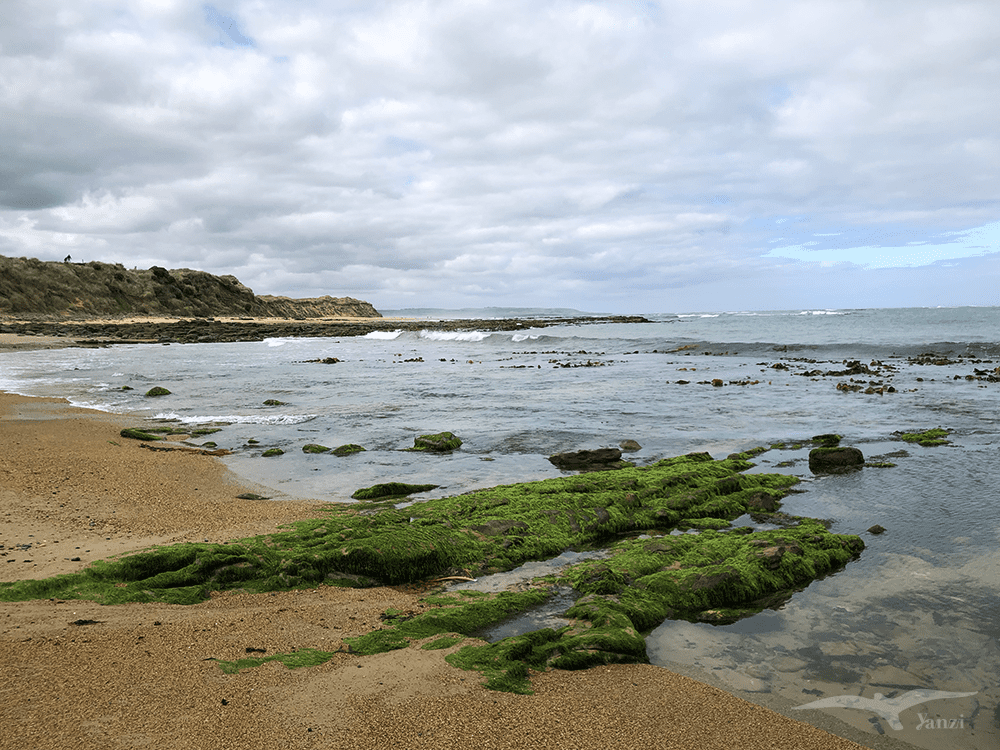 【紐西蘭D24下】布拉夫Bluff|斯特林角Stirling Point+懷帕帕角燈塔 - 第15張圖 紐西蘭 懷帕帕角海岸步道 NZ Waipapa Point Coastal walk 海景