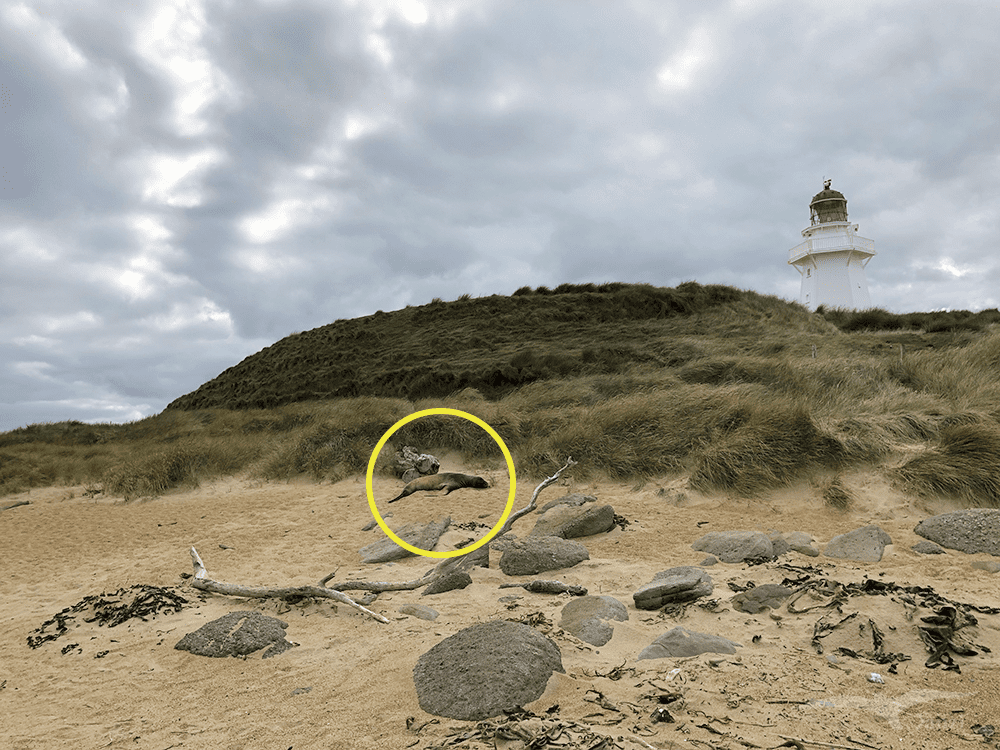 【紐西蘭D24下】布拉夫Bluff|斯特林角Stirling Point+懷帕帕角燈塔 - 第19張圖