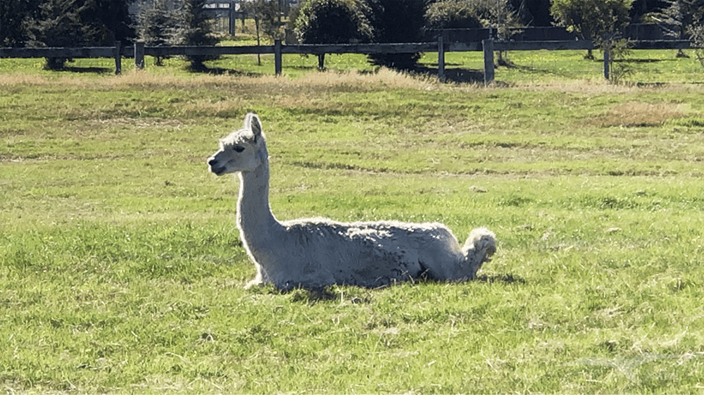 【紐西蘭D25上】蒂阿腦Te Anau～米爾福德峽灣｜沿途公路美景