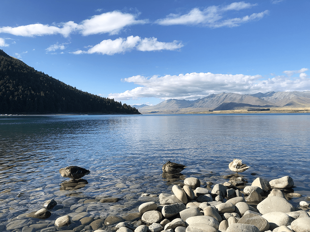 【紐西蘭D26下】蒂卡波湖Lake Tekapo+好牧羊人教堂|療癒美景 - 第74張圖 紐西蘭南島 蒂卡波湖 NZ Lake Tekapo 鴨子