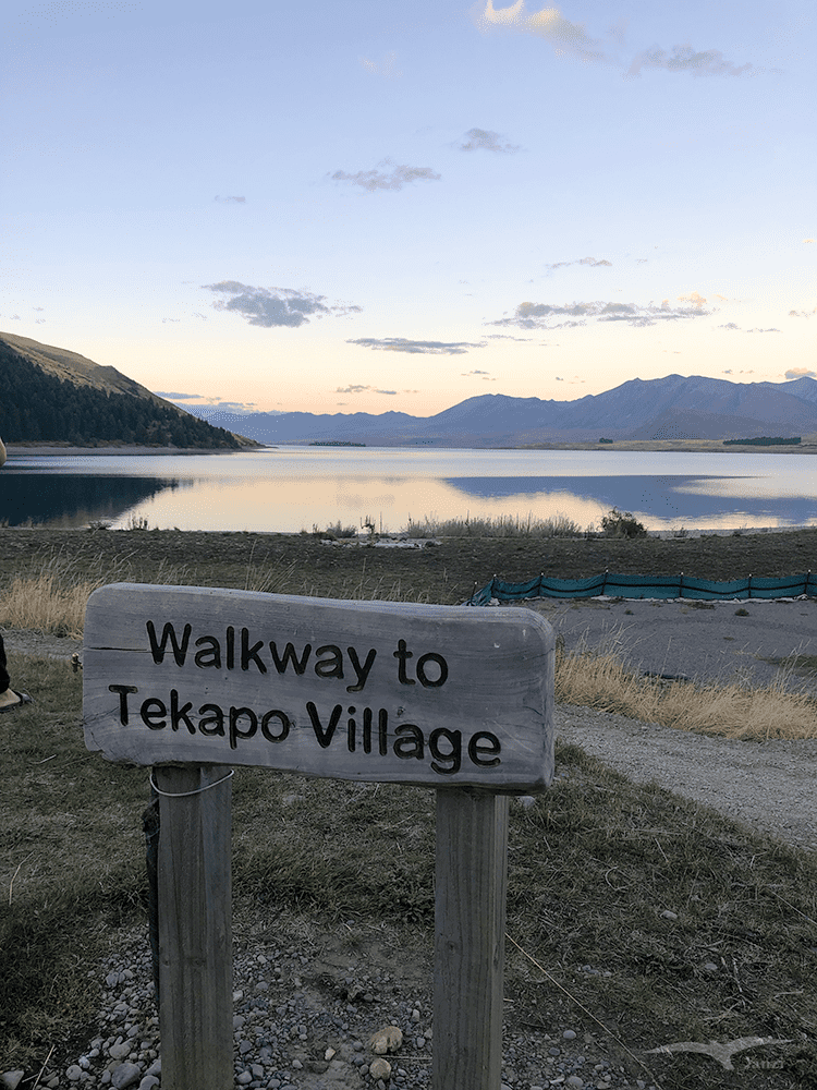 【紐西蘭D26下】蒂卡波湖Lake Tekapo+好牧羊人教堂|療癒美景 - 第94張圖 紐西蘭南島 蒂卡波湖 NZ Walkway to Tekapo Village