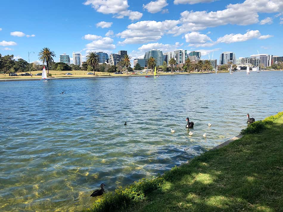 【墨爾本】超大湖泊公園 Albert Park Lake|慢跑/划船/野餐 - 第19張圖
