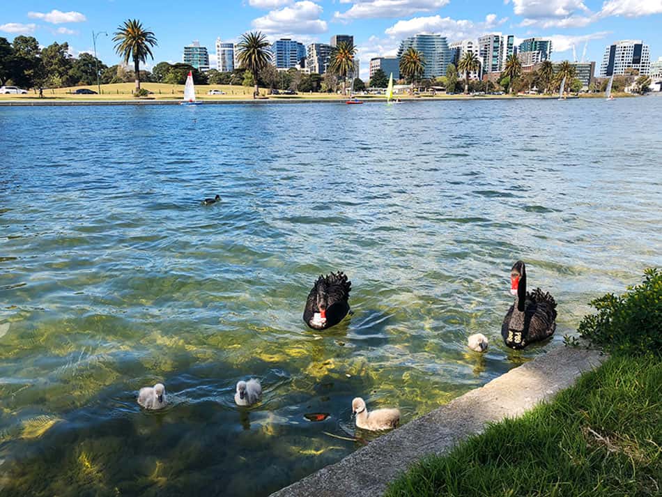 【墨爾本】超大湖泊公園 Albert Park Lake|慢跑/划船/野餐 - 第18張圖