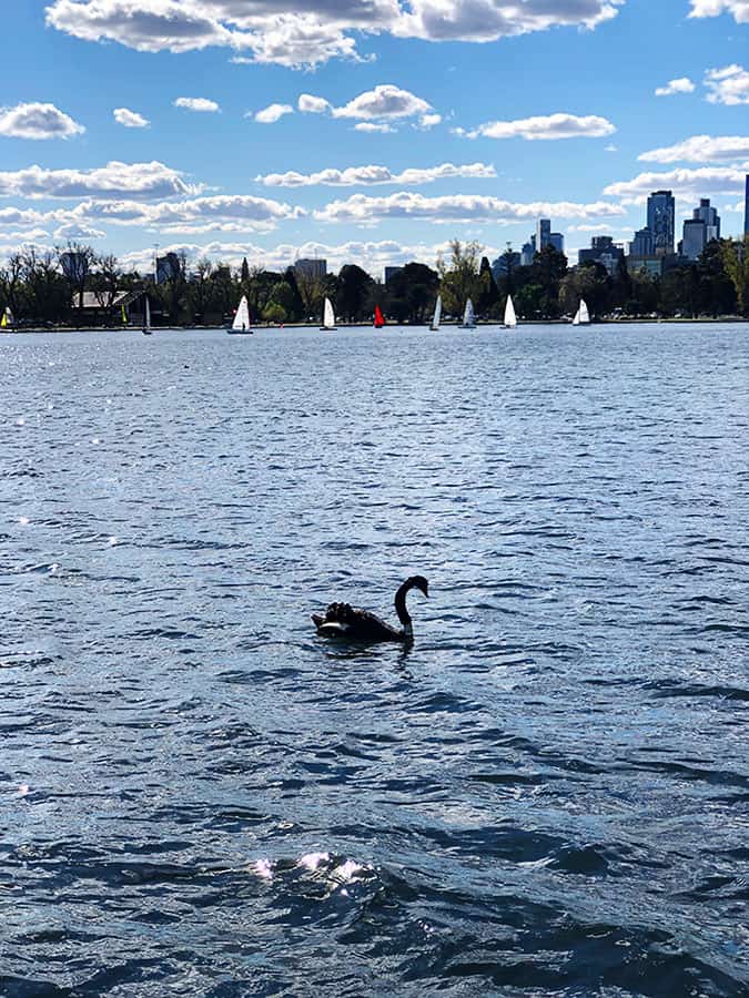 【墨爾本】超大湖泊公園 Albert Park Lake|慢跑/划船/野餐 - 第34張圖 墨爾本 阿爾伯特公園湖 Albert Park Lake 天鵝