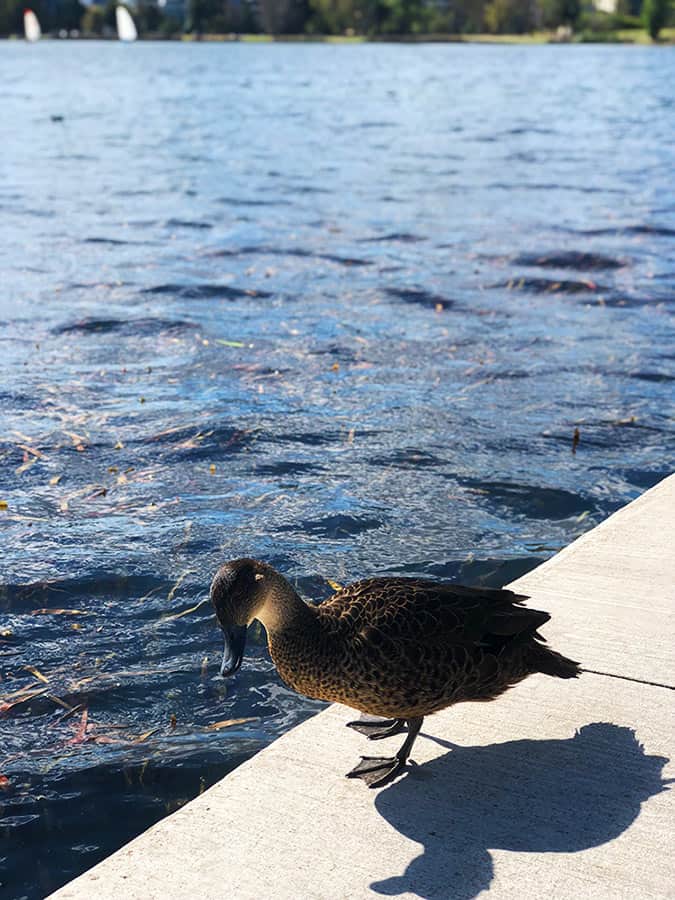 【墨爾本】超大湖泊公園 Albert Park Lake|慢跑/划船/野餐 - 第35張圖 墨爾本 阿爾伯特公園湖 Albert Park Lake 鴨子