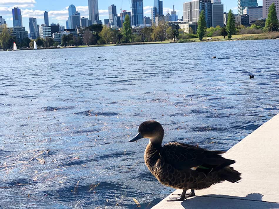 【墨爾本】超大湖泊公園 Albert Park Lake|慢跑/划船/野餐 - 第33張圖 墨爾本 阿爾伯特公園湖 Albert Park Lake 鴨子
