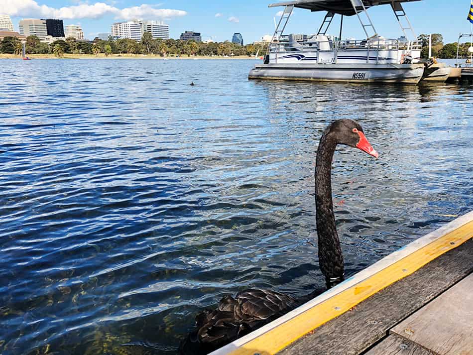 【墨爾本】超大湖泊公園 Albert Park Lake|慢跑/划船/野餐 - 第32張圖 墨爾本 阿爾伯特公園湖 Albert Park Lake 黑天鵝