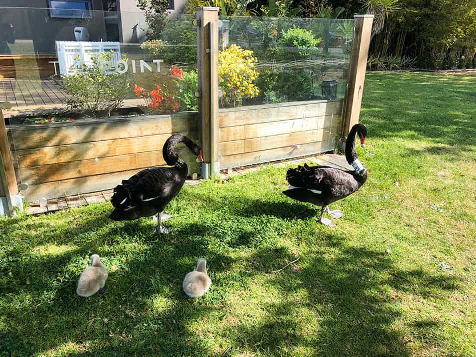 【墨爾本】超大湖泊公園 Albert Park Lake|慢跑/划船/野餐 - 第56張圖