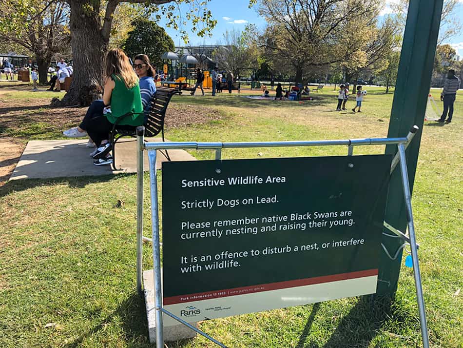 【墨爾本】超大湖泊公園 Albert Park Lake|慢跑/划船/野餐 - 第55張圖