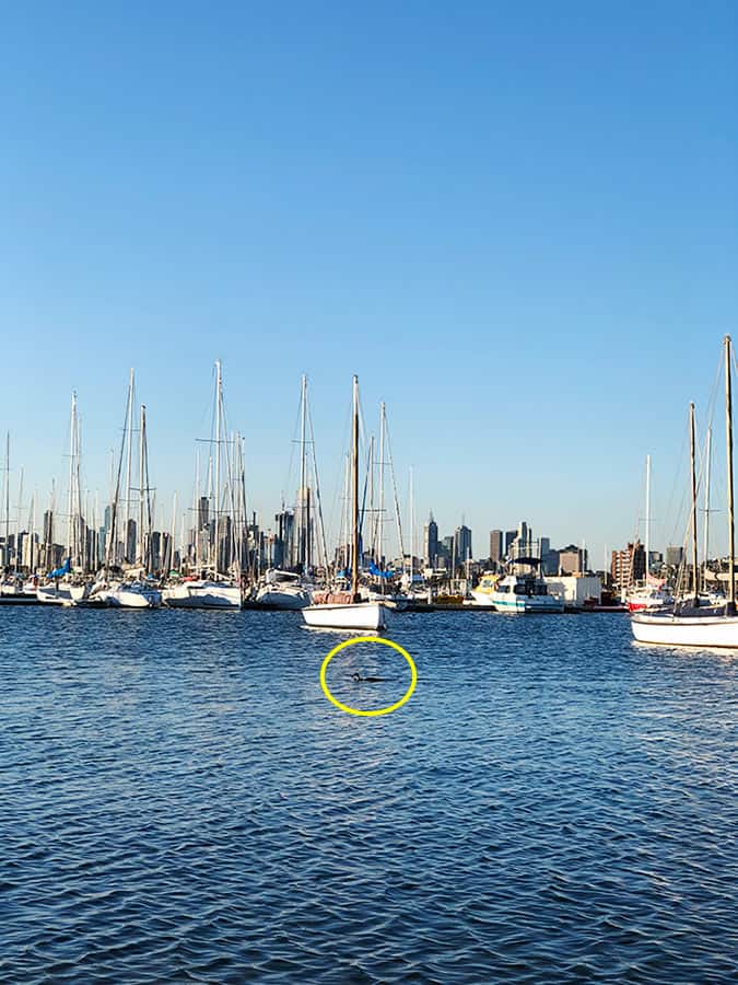 【墨爾本】聖科達海灘 St Kilda Beach|免費看野生企鵝歸岸 - 第49張圖 墨爾本 聖科達碼頭 Melbourne St Kilda Pier 企鵝