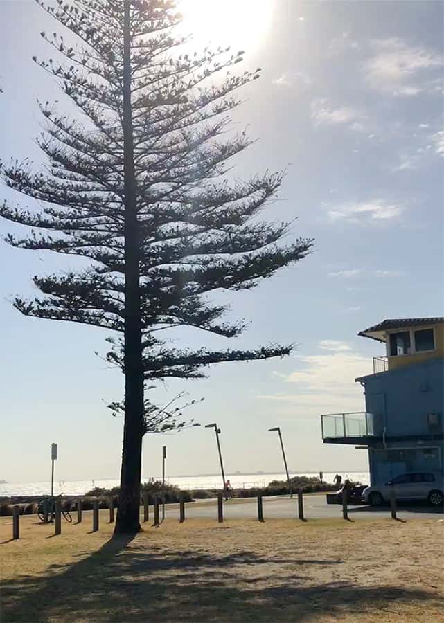 墨爾本 埃爾伍德海灘 Melbourne Elwood Beach