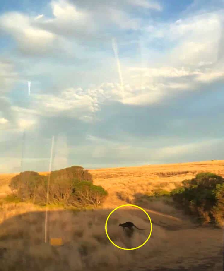 Phillip Island 袋鼠