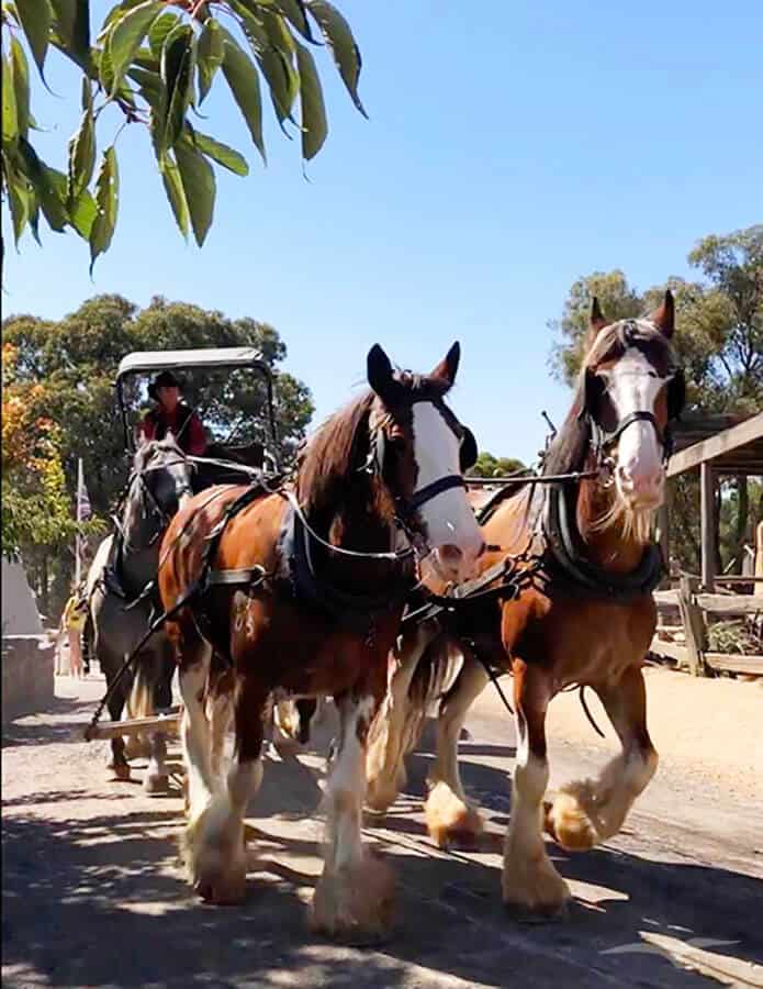【墨爾本跟團一日遊】疏芬山掏金小鎮Sovereign Hill+羊駝農場 - 第88張圖 疏芬山掏金小鎮 Sovereign Hill 馬車之旅 Horse Bazaar