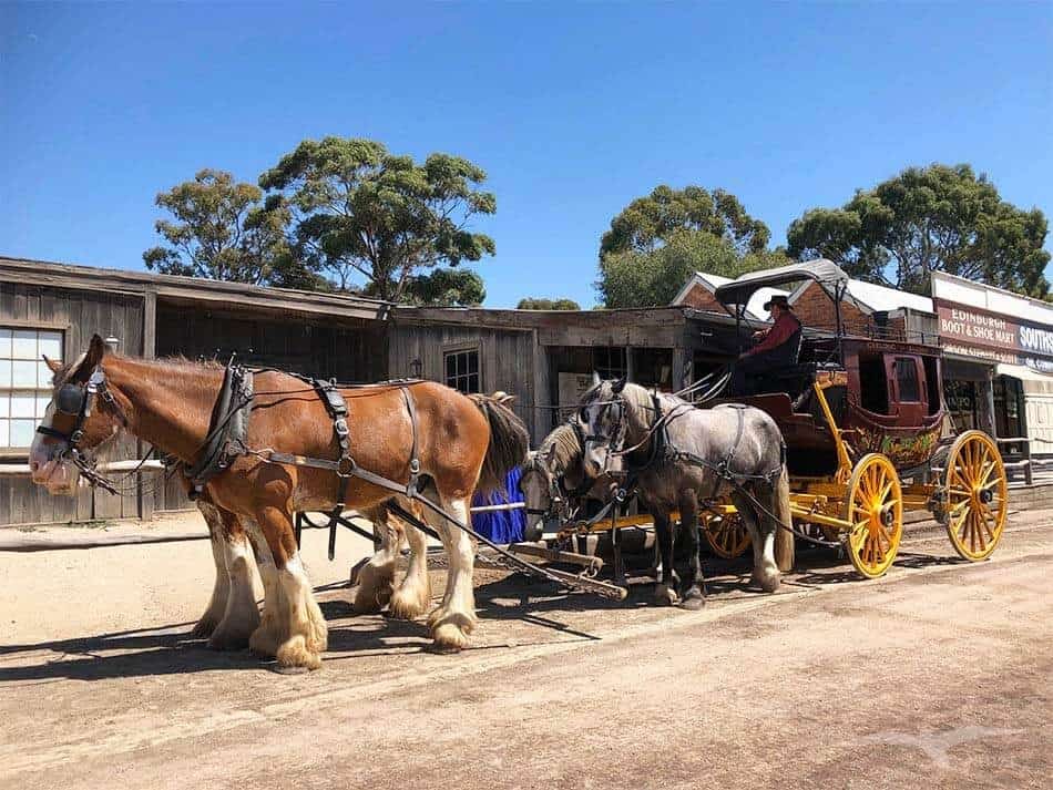 【墨爾本跟團一日遊】疏芬山掏金小鎮Sovereign Hill+羊駝農場 - 第84張圖