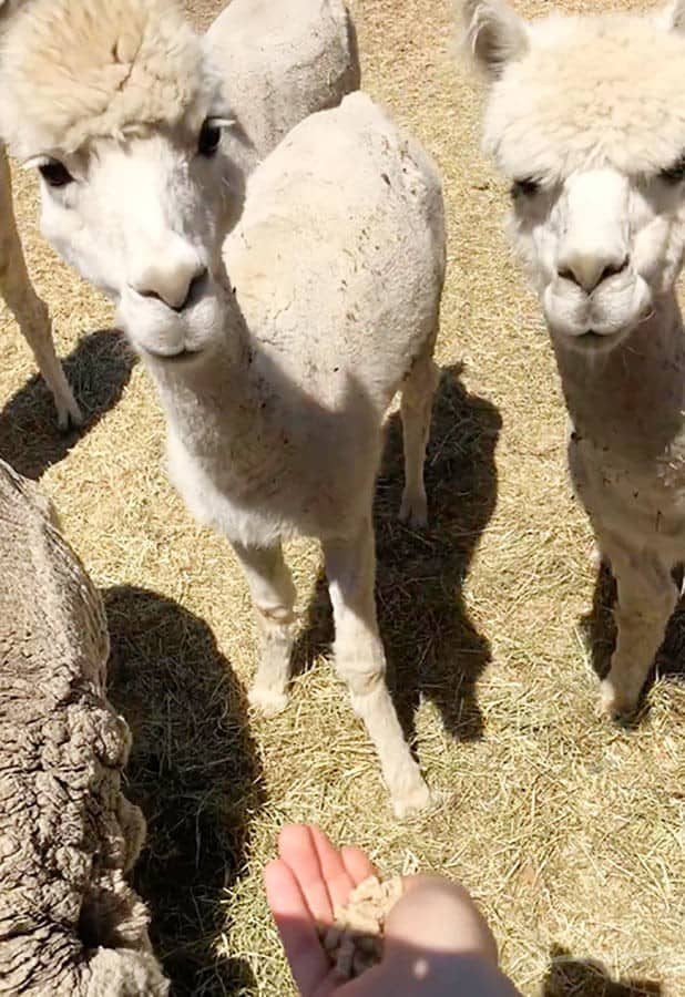 【墨爾本跟團一日遊】疏芬山掏金小鎮Sovereign Hill+羊駝農場 - 第113張圖 染色羊毛觀光工廠 Creswick Woollen Mills (羊駝農場)