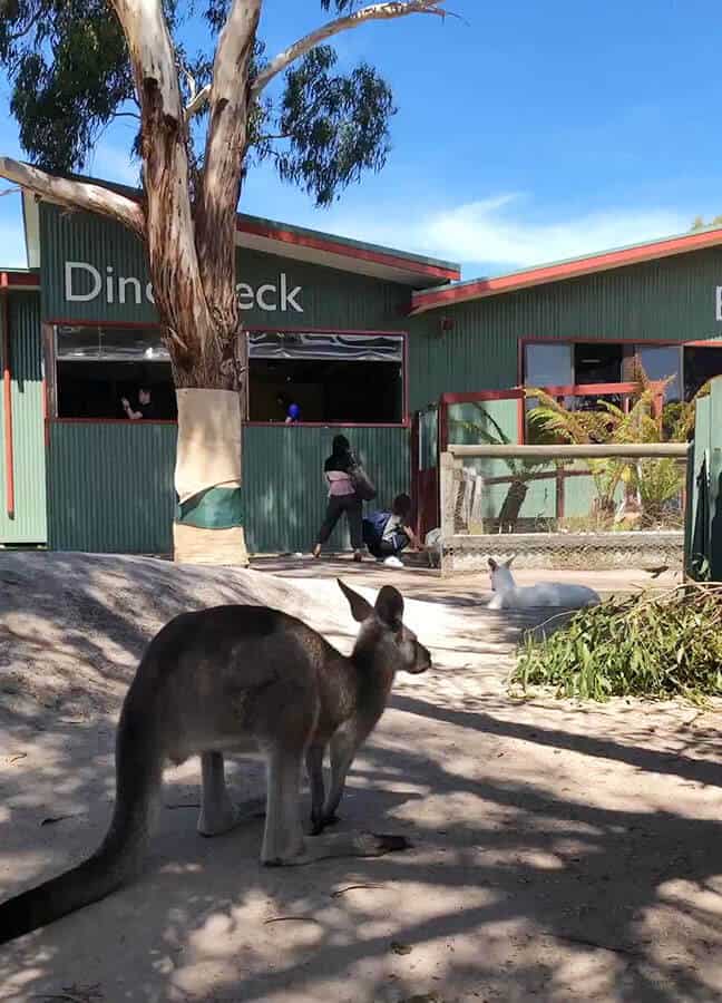 墨爾本 瑪璐和無尾熊動物園 Maru Koala and Animal Park 袋鼠