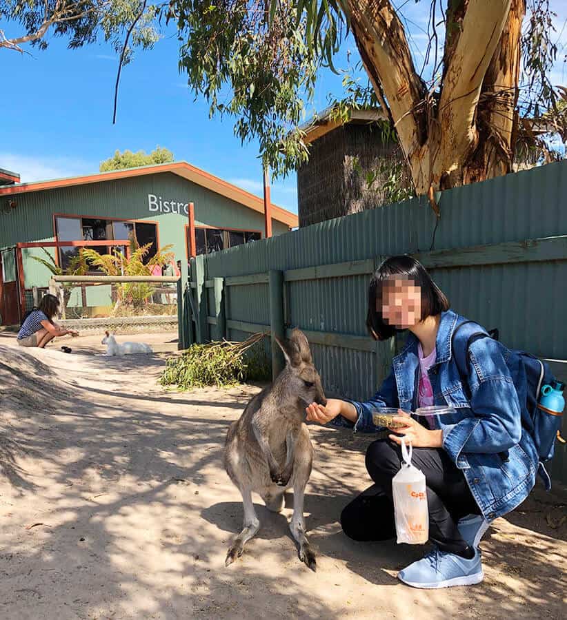 墨爾本 瑪璐和無尾熊動物園 Maru Koala and Animal Park 餵食袋鼠