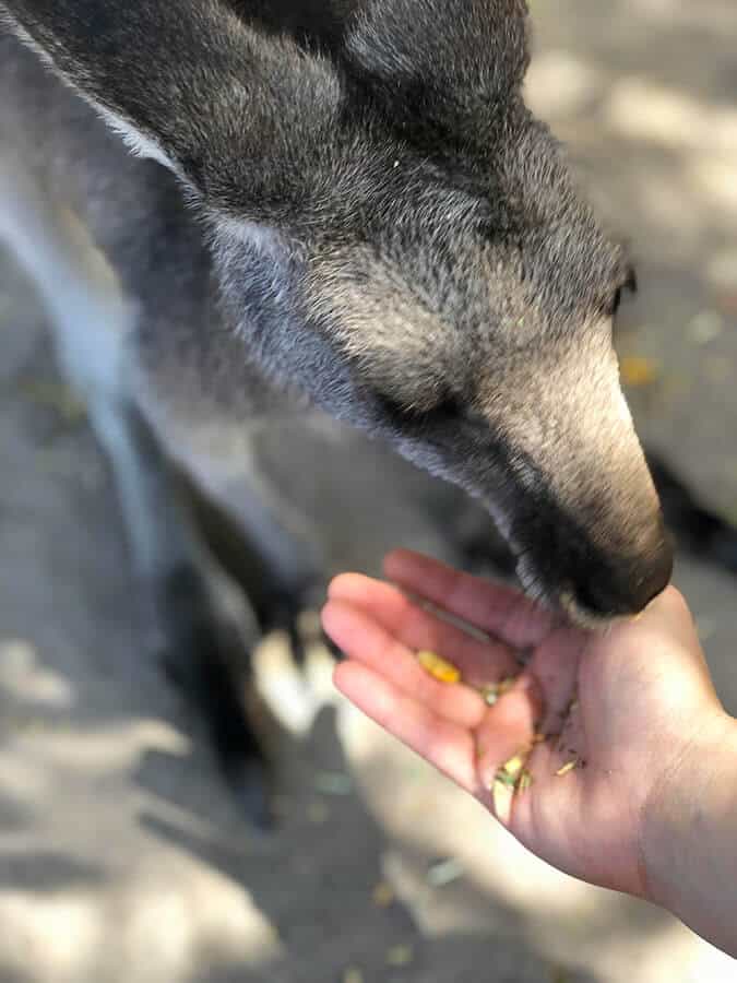 墨爾本 瑪璐和無尾熊動物園 Maru Koala and Animal Park 餵食袋鼠