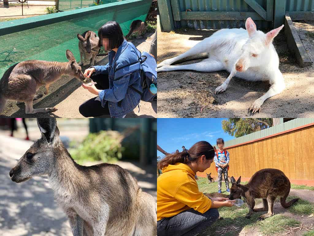 Melbourne Maru Koala and Animal Park 墨爾本 瑪璐和無尾熊動物園-封面