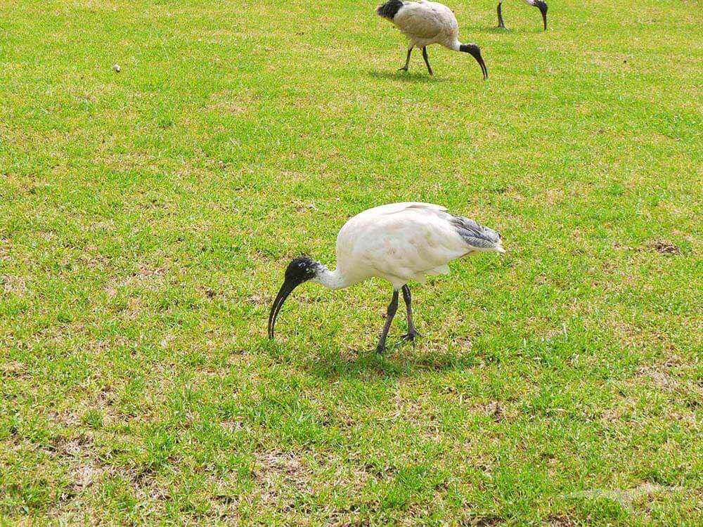 澳洲白䴉 Australian white ibis 鳥