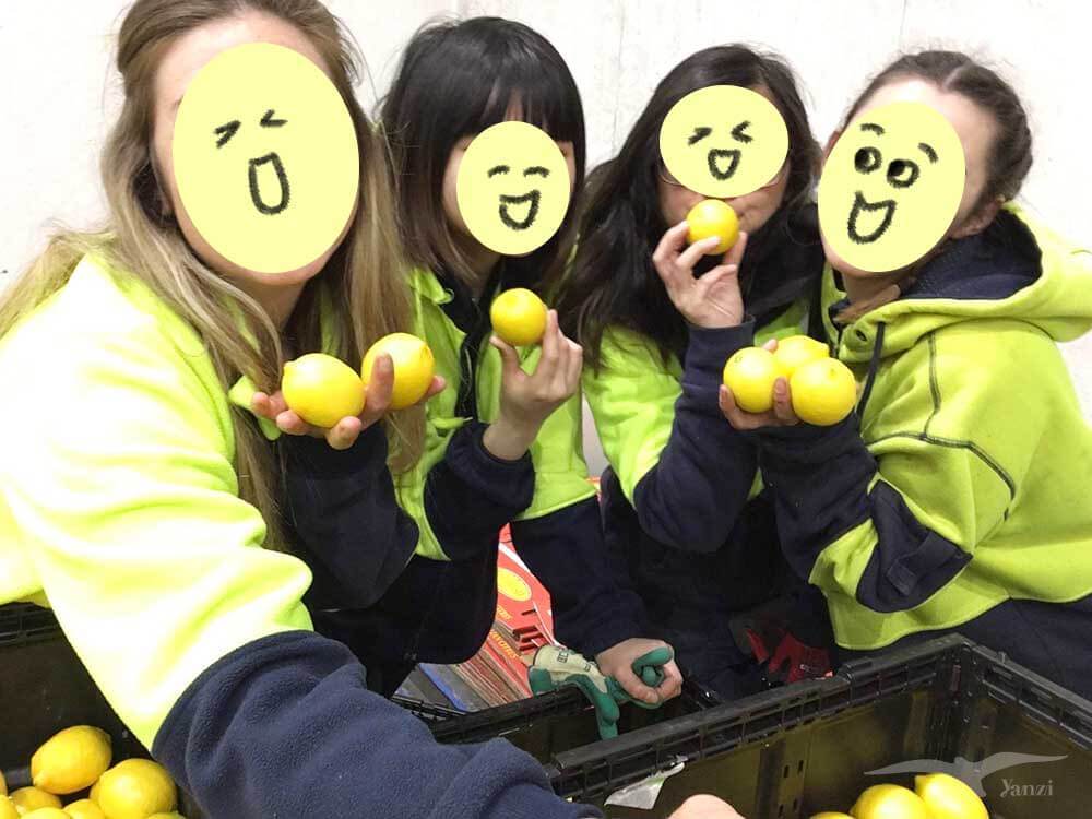 【米爾杜拉】工作分享|Sim Fresh橙廠包裝—集二簽農場生活 - 第50張圖
