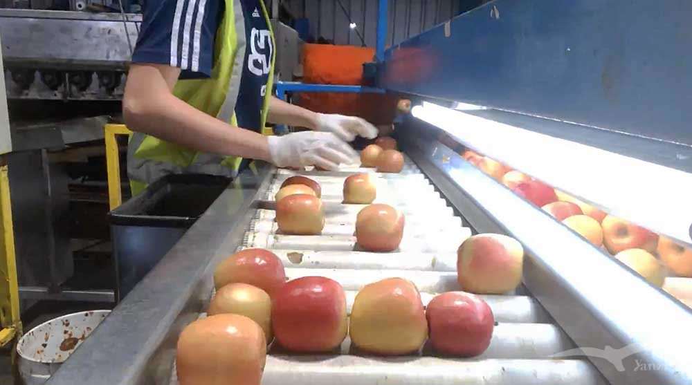 【謝伯頓】黑工工作分享Barolli｜小型溫馨的蘋果包裝廠—老闆是OZ