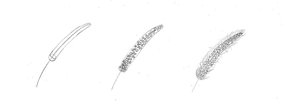 【素描質感】畫狗尾草+葡萄酒杯+玻璃杯｜自學畫畫#9