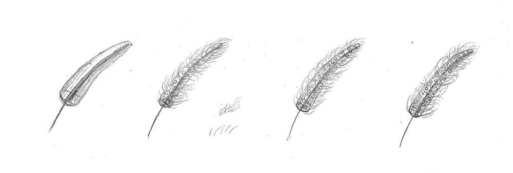 【素描質感】畫狗尾草+葡萄酒杯+玻璃杯｜自學畫畫#9