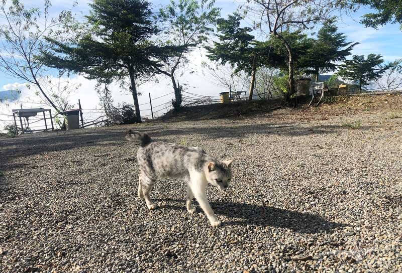 武界露營推薦——武界雲頂露營天地｜打開帳篷就能看雲海！