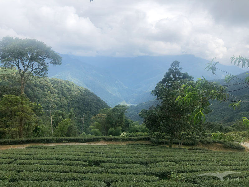 武界露營推薦——武界雲頂露營天地｜打開帳篷就能看雲海！